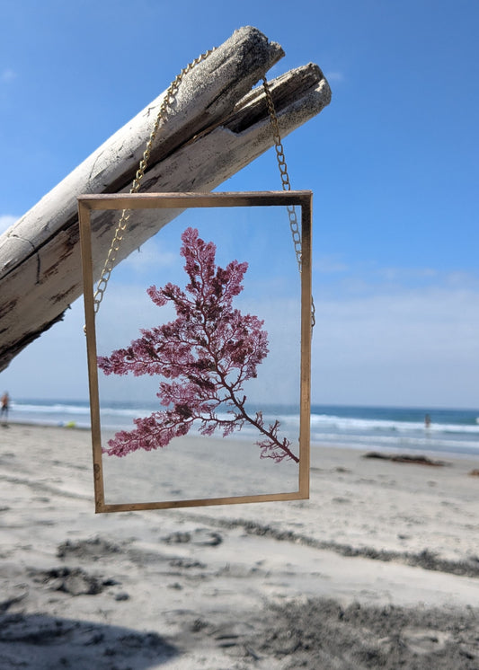 4*6 Pressed Seaweed Art