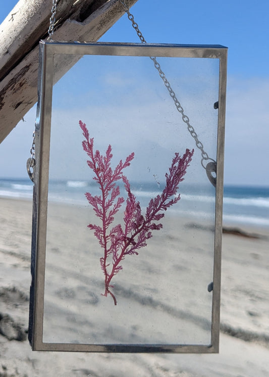 4*6 Pressed Seaweed Art