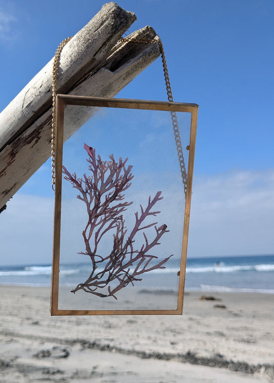 4*6 Pressed Seaweed Art