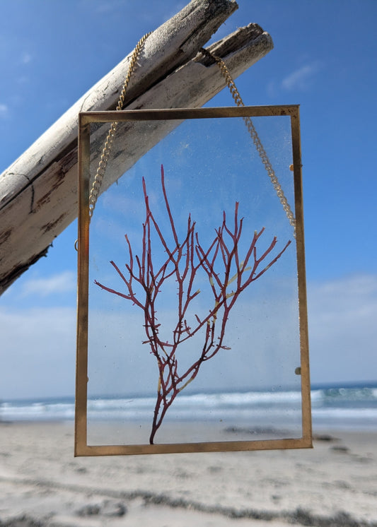 4*6 Pressed Seaweed Art